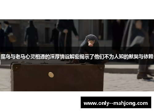 魔鸟与老马心灵相通的深厚情谊解密揭示了他们不为人知的默契与依赖